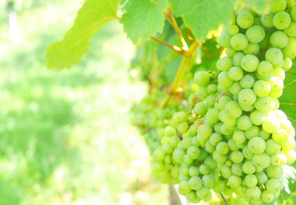 イタリアの白ワイン用ぶどうの代表的な品種は？個性豊かな土着品種をご紹介