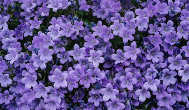 ラベンダー・紫色の効果紹介！風水で厄を落として運気上昇！