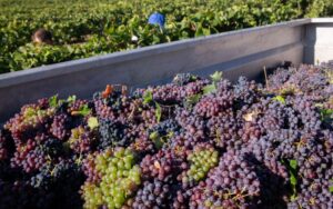 ワインの生産量・消費量ランキングとおすすめワイン｜これだけは押さえたいワイン事情！   