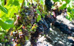 ヴィエイユヴィーニュの意味とは？ワインに与える影響や特徴を徹底解説