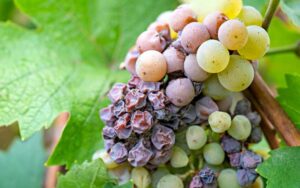 腐ったブドウでワインが造られるって本当？腐敗と発酵の違いを解説