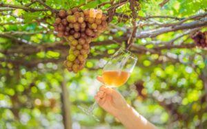 無濾過ワインとは？特徴や魅力、おすすめワインを紹介