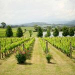 ワインのドメーヌとシャトーの違いを解説！メゾン、ネゴシアンの意味も併せて紹介