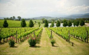 ワインのドメーヌとシャトーの違いを解説！メゾン、ネゴシアンの意味も併せて紹介