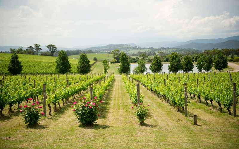 ワインのドメーヌとシャトーの違いを解説！メゾン、ネゴシアンの意味も併せて紹介